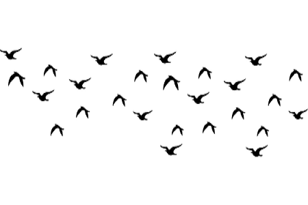 flock of birds