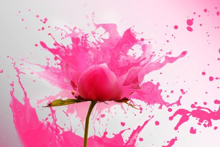 rose rose
